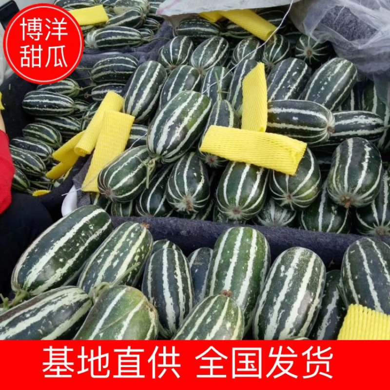 【甜瓜】博洋9产地直销皮薄多汁量大从优全国发货