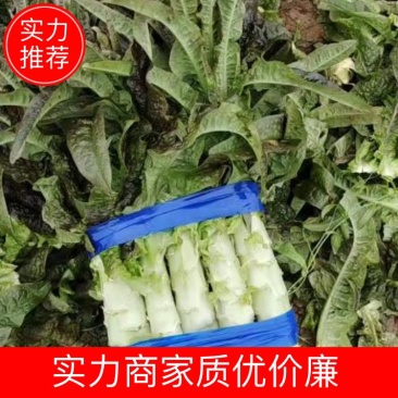 优质莴笋、莴苣大量新鲜供应，色泽青秀个头均匀，质优价廉