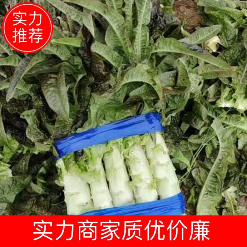 优质莴笋、莴苣大量新鲜供应，色泽青秀个头均匀，质优价廉