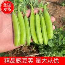 【优质】豌豆荚现摘现发大量供应全国发货品质保证