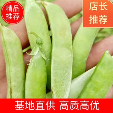 豌豆荚6号，基地直发高质高优，量大从优欲购从速