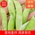 豌豆荚6号，基地直发高质高优，量大从优欲购从速