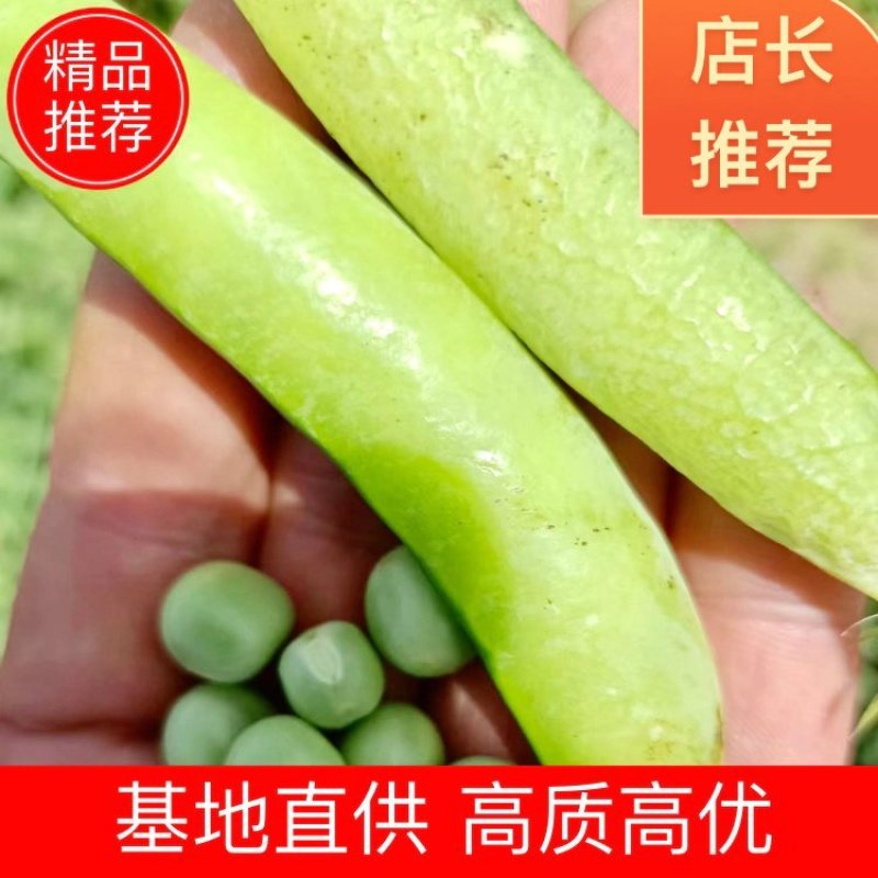 豌豆荚9号，基地直供全国低价，量大从优欲购从速，欢迎联系
