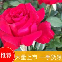 【精品红玫瑰苗】云南卡罗拉玫瑰苗，常年供货，货源充足稳定