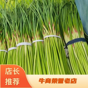 精品红帽蒜苔全国市场发货产地直销可视频实地考察看货