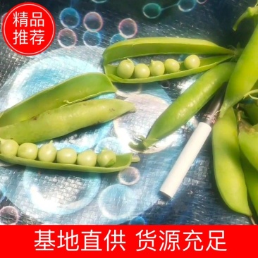 【豌豆】河南精品青豌豆产地直供现摘现发保质保量