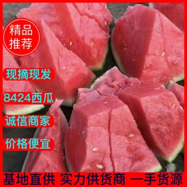 精品无籽美都西瓜直播苗，大量供应，诚信经营，质量保证