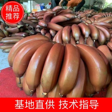红香蕉，八成熟，产地直供，支持一件代发，可视频看货
