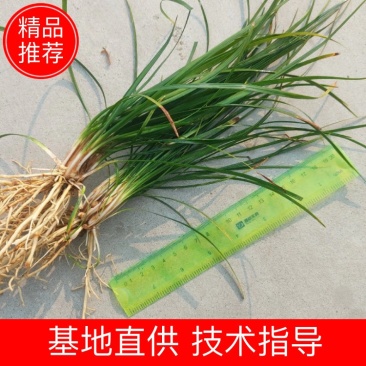【推荐】细叶麦冬苗，绿化草坪美化城市基地直发欢迎合作