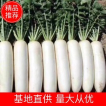 萝卜白萝卜湖北白萝卜量大从优基地直供对接全国！！