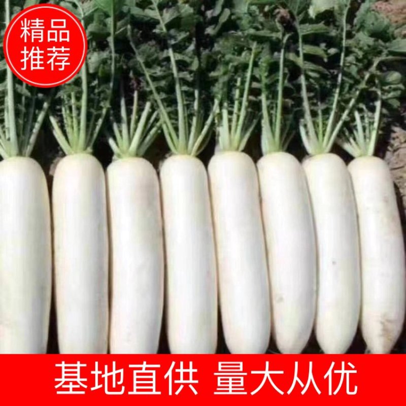 萝卜白萝卜湖北白萝卜量大从优基地直供对接全国！！