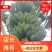 精品产地直供徐闻苹果焦，一手货源，量大从优，欢迎致电联系
