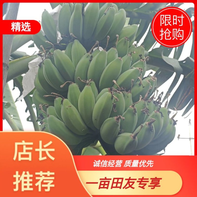 精品产地直供徐闻苹果焦，一手货源，量大从优，欢迎致电联系