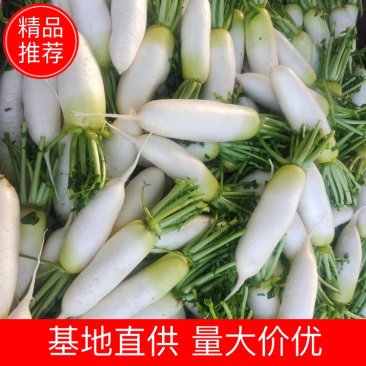 [精品]青萝卜大量上市中，欢迎各位老板咨询选购。
