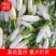 [精品]青萝卜大量上市中，欢迎各位老板咨询选购。