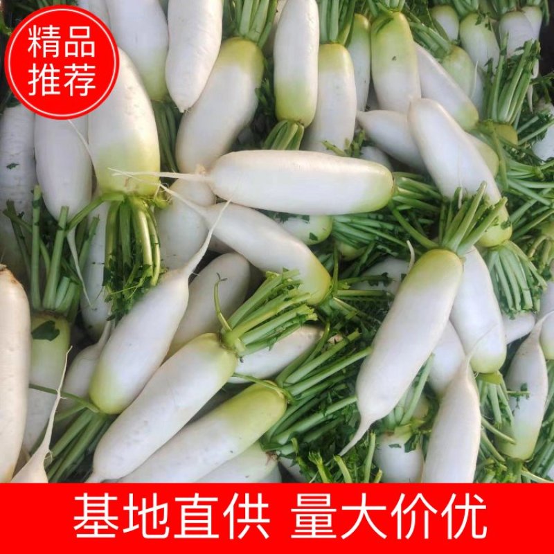 [精品]青萝卜大量上市中，欢迎各位老板咨询选购。