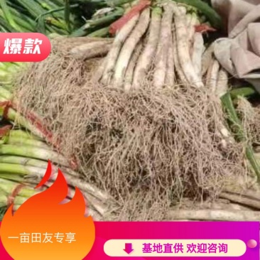 甘肃大葱大量上市热卖中。量大从优，全国供货。