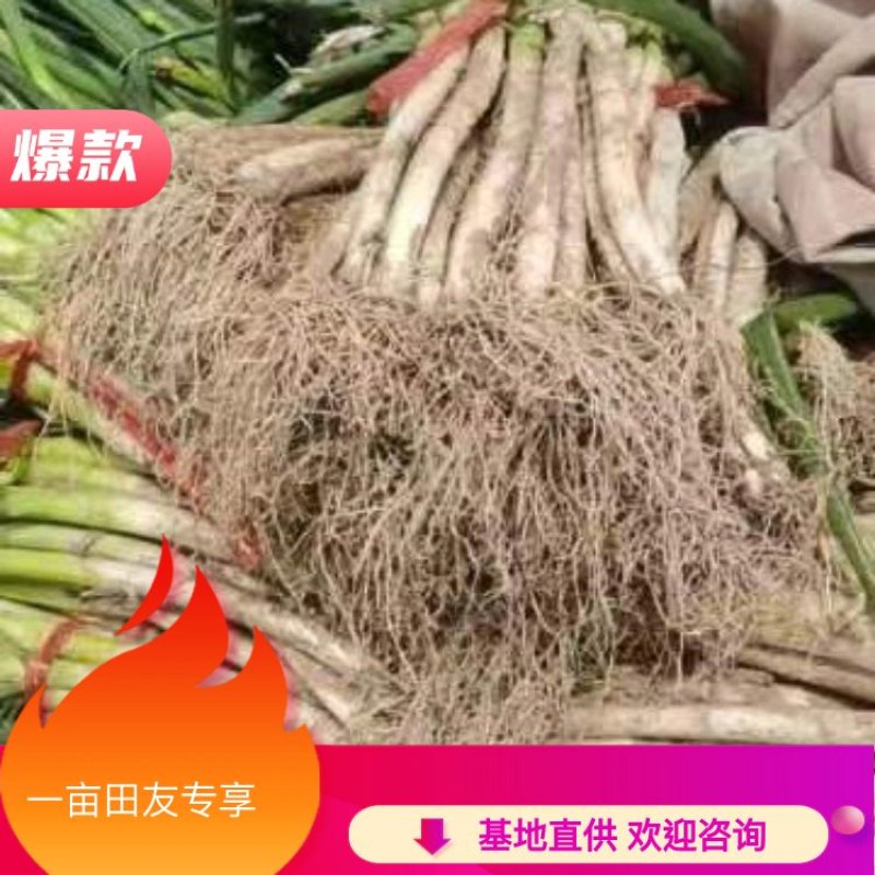 甘肃大葱大量上市热卖中。量大从优，全国供货。