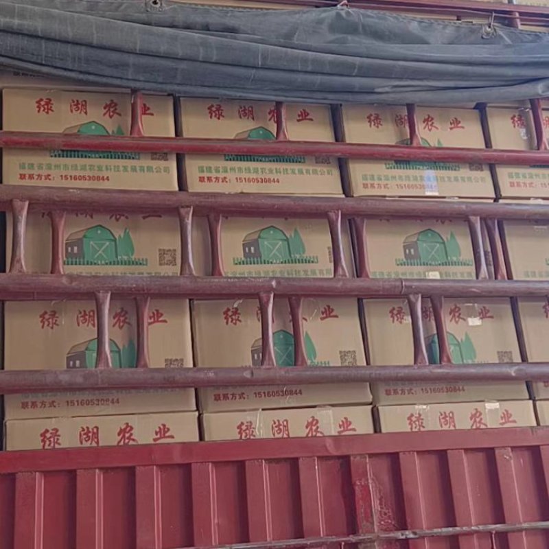 福建大棚太空椒，精品太空椒，圆椒大量供应，一手货源