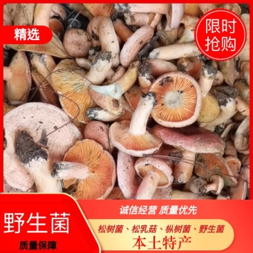 松树菌，松乳菇，枞树菌，野生菌，本土特产，欢迎大家围观