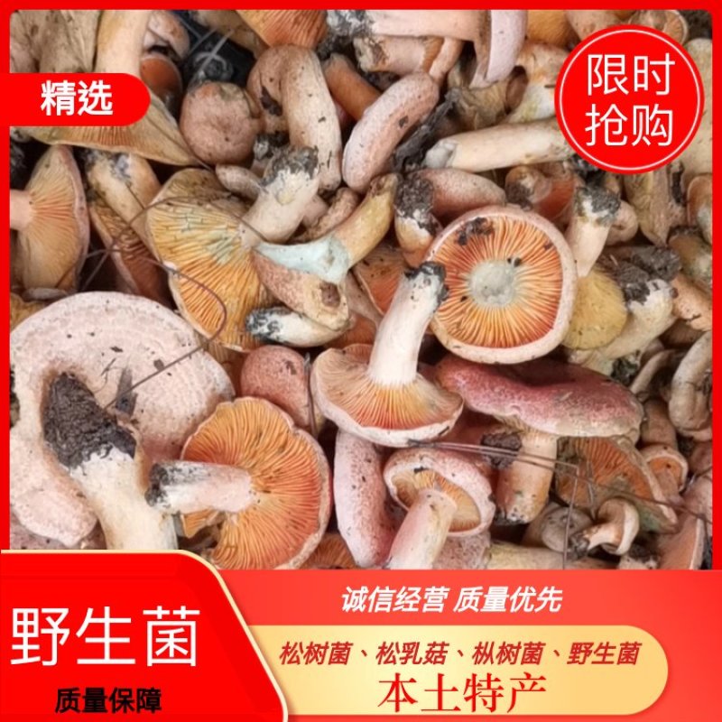 松树菌，松乳菇，枞树菌，野生菌，本土特产，欢迎大家围观