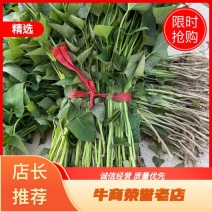 蜜薯苗脱毒蜜薯苗西瓜红红薯苗哈蜜苗蜜薯红薯苗