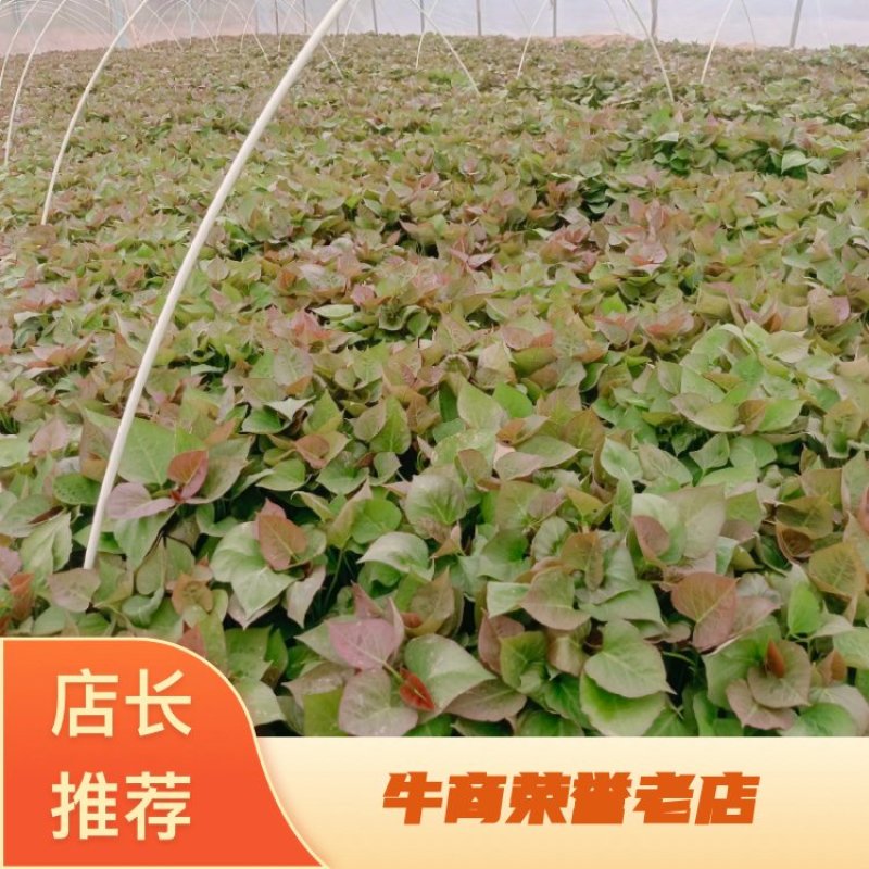基地直供脱毒25苗西瓜红薯苗蜜薯苗支持一代发物流专车