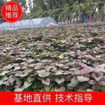 脱毒25苗西瓜红苗龙九苗济薯26苗地瓜苗红薯苗