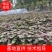 脱毒25苗西瓜红苗龙九苗济薯26苗地瓜苗红薯苗