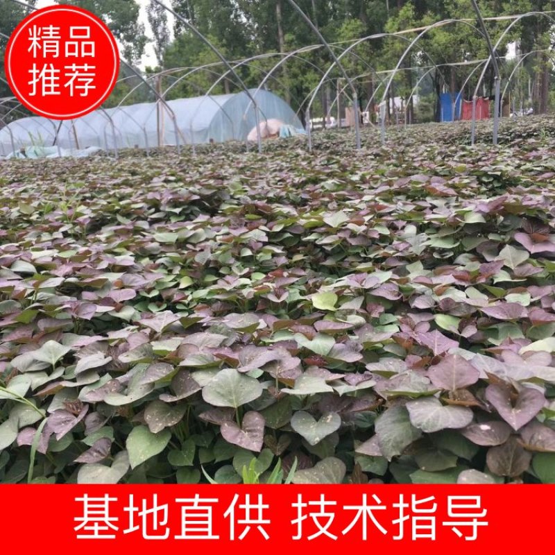 脱毒25苗西瓜红苗龙九苗济薯26苗地瓜苗红薯苗