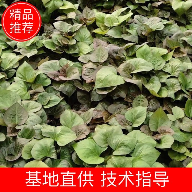 基地直供脱毒烟薯25红薯苗蜜薯苗基地直供