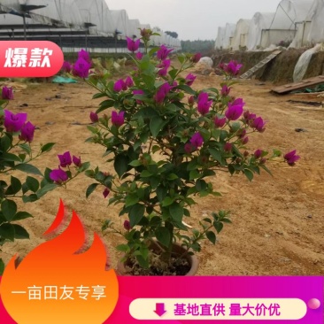 出售云南紫三角梅小红盆产地直销全国发货
