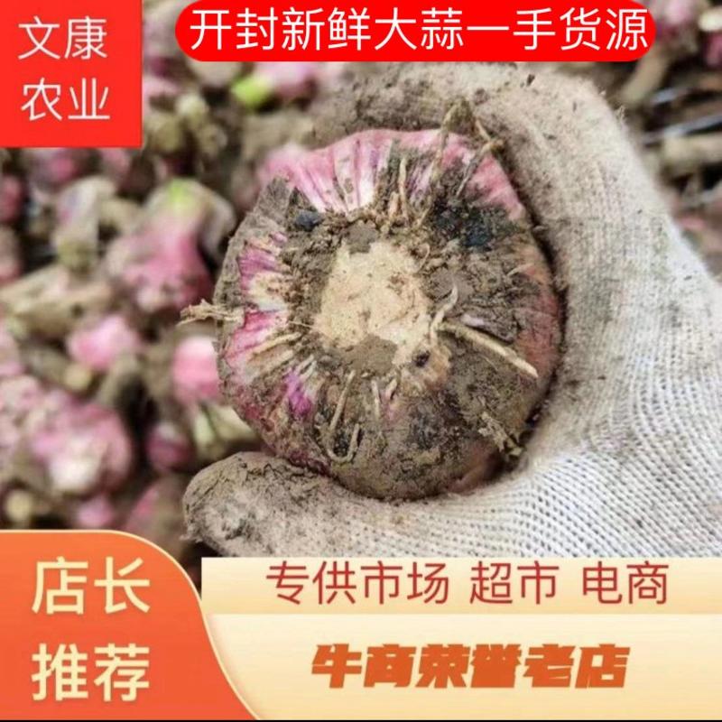 河南新鲜大蒜，紫皮大蒜，成熟度高，供应加工厂市场电商超市