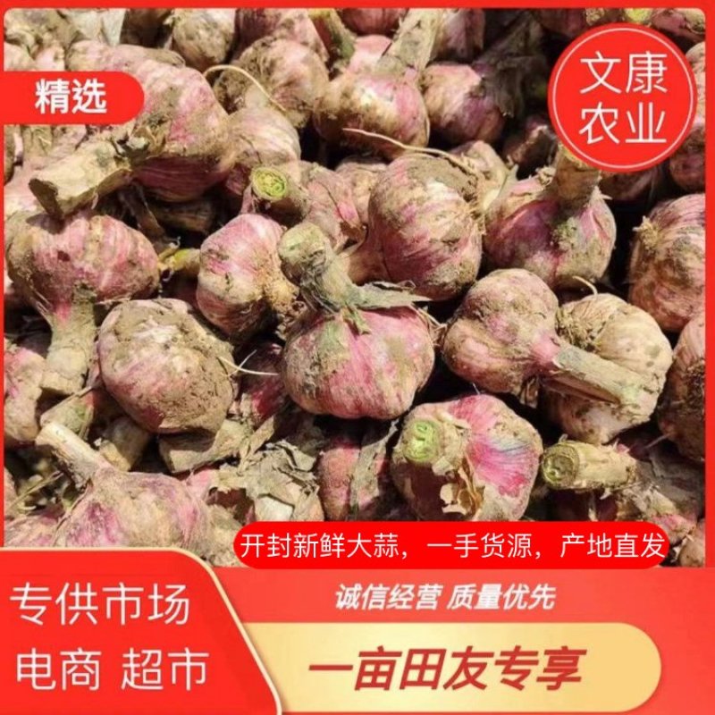 河南鲜大蒜，大量上市早熟紫皮鲜蒜头供应各大市场电商超市