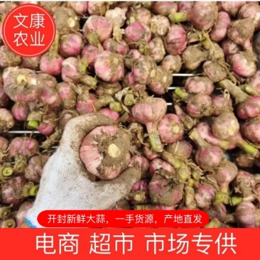 新鲜大蒜，紫皮大蒜，扒皮蒜，鲜大蒜，基地2000亩直供