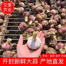 河南鲜大蒜，大量上市紫皮早熟新鲜大蒜头供应市场电商超市
