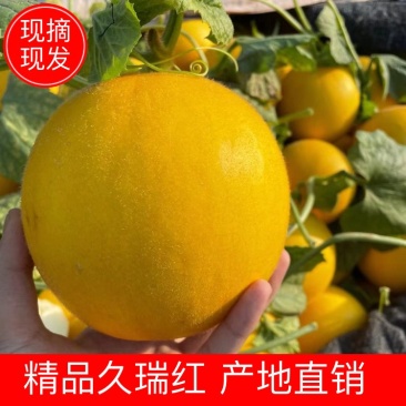 【甜瓜】正宗久瑞红产地直销可视频看货量大从优