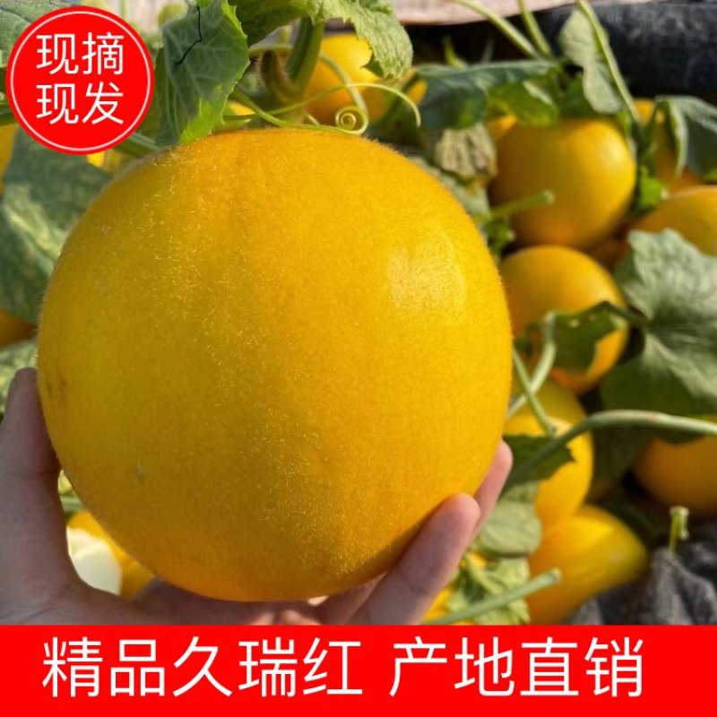 【甜瓜】正宗久瑞红产地直销可视频看货量大从优