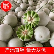 【甜瓜】正宗晓蜜25产地现摘现发可视频看货全国供应