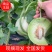 【甜瓜】山东精品玉菇甜瓜产地直供坏单包赔供应全国