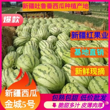 【新疆瓜】精品金城5号吐鲁番西瓜，个头大口感甜货源充足。