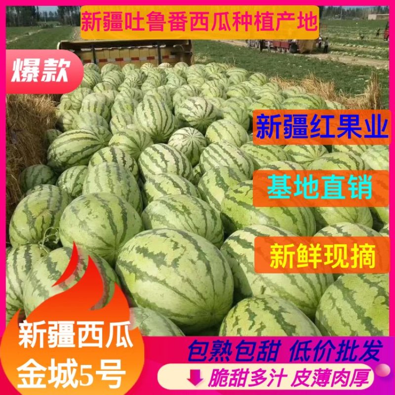 【新疆瓜】精品金城5号吐鲁番西瓜，个头大口感甜货源充足。