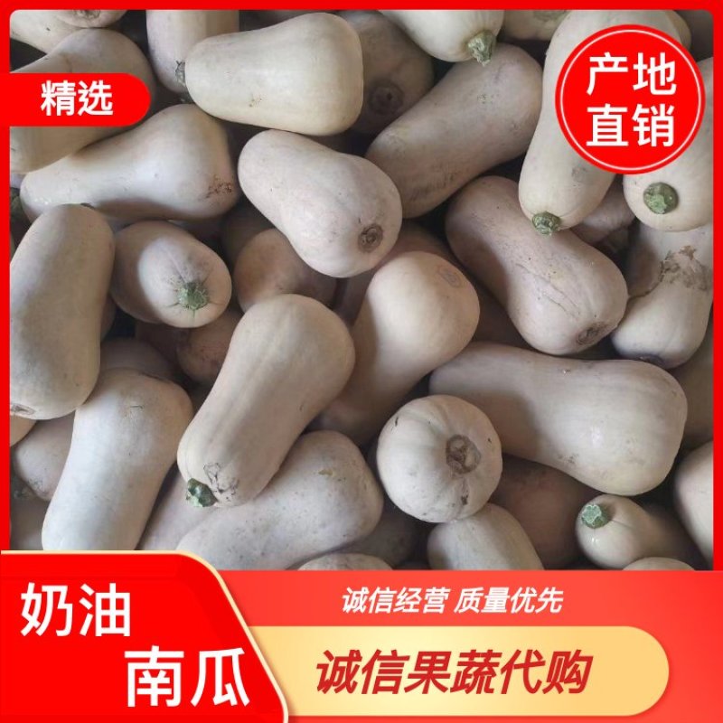 汉中南瓜精选城固奶油南瓜干面糯一手货源对接全国市场档口