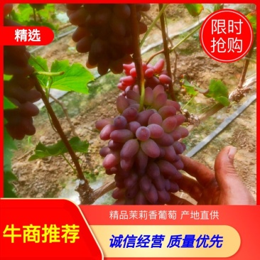 辽宁凌海市茉莉香葡萄产地直供货源充足品质保证