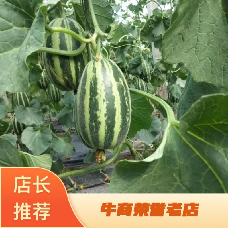 「精」精品博洋甜瓜大量供应中基地发货欢迎选购