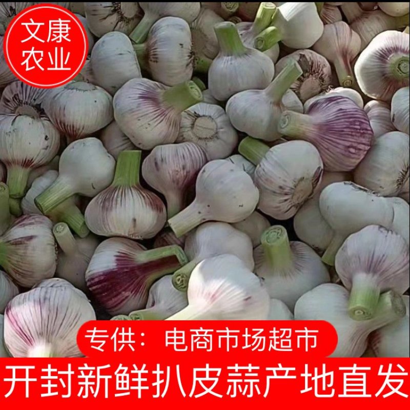 新鲜大蒜，扒皮蒜，5公分以上，成熟度高，商超市场大量供应
