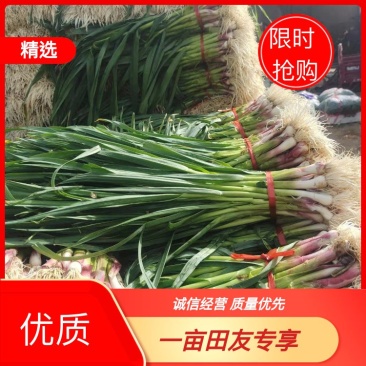 甘肃红根蒜苗大量上市中对接全国采购商欢迎需要的老板联系