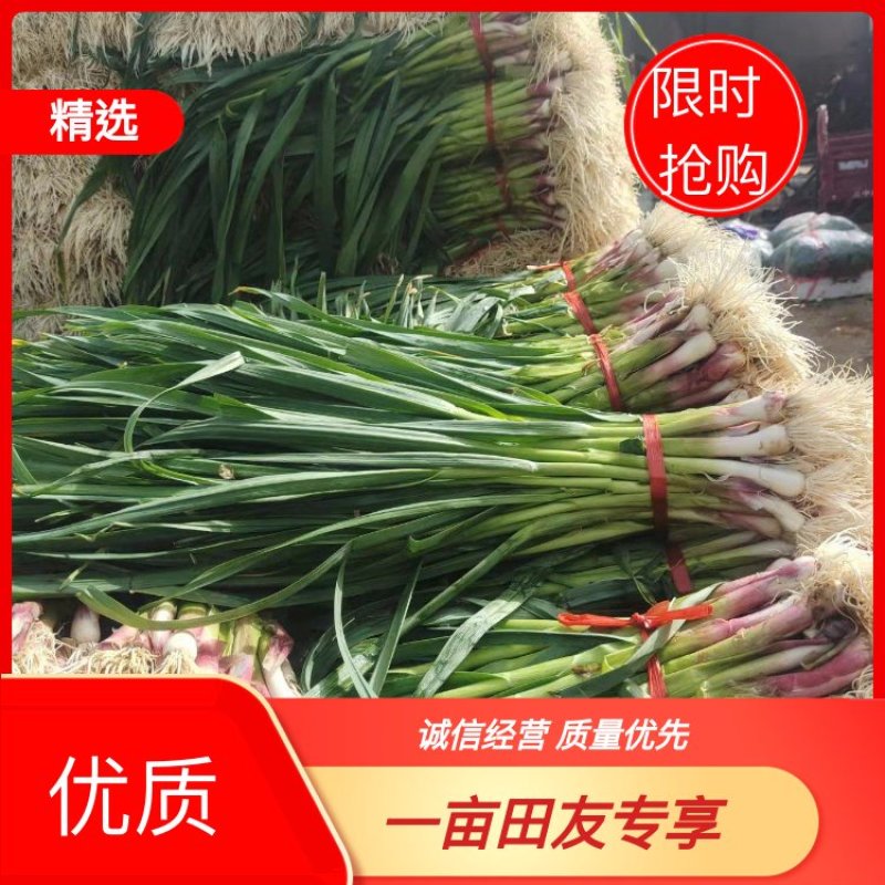 甘肃红根蒜苗大量上市中对接全国采购商欢迎需要的老板联系