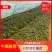 白哈密红薯苗白心红薯苗产地直供货源充足欢迎采购