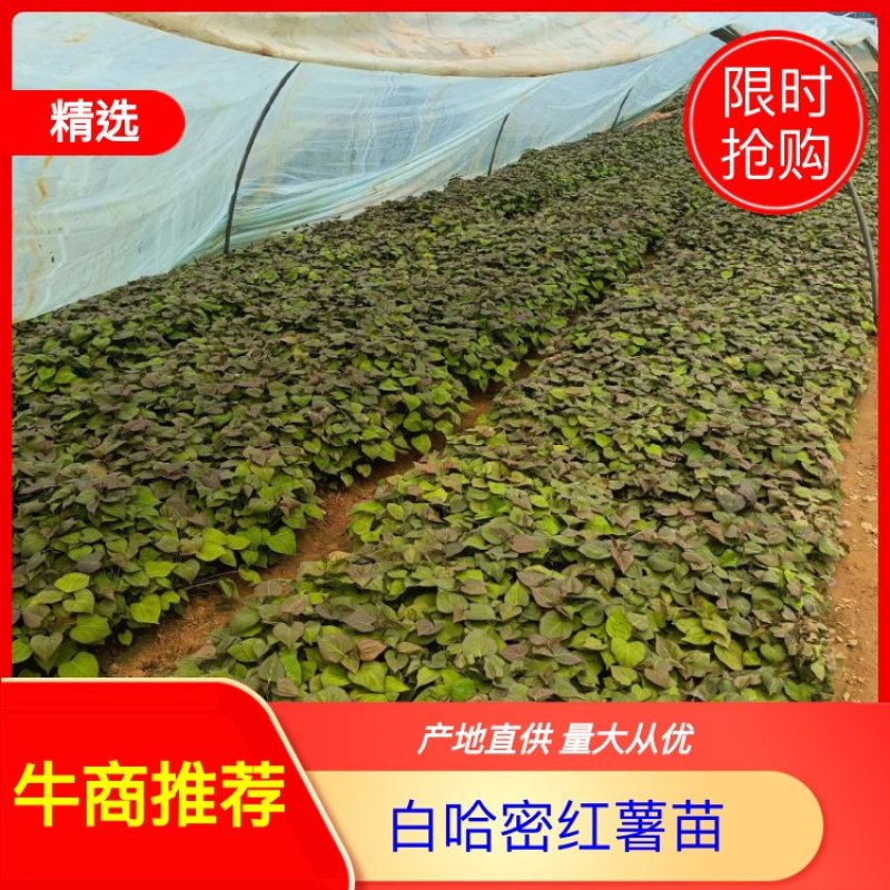 白哈密红薯苗白心红薯苗产地直供货源充足欢迎采购